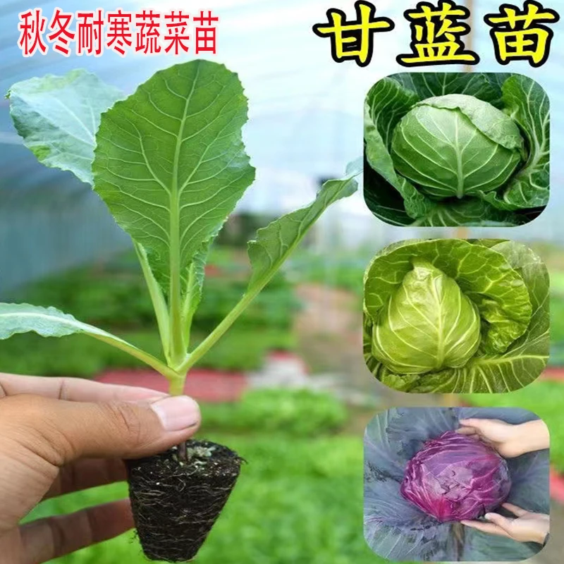 绿甘蓝有机松花菜秧苗青梗散花耐热耐寒高产带土秋冬蔬菜苗