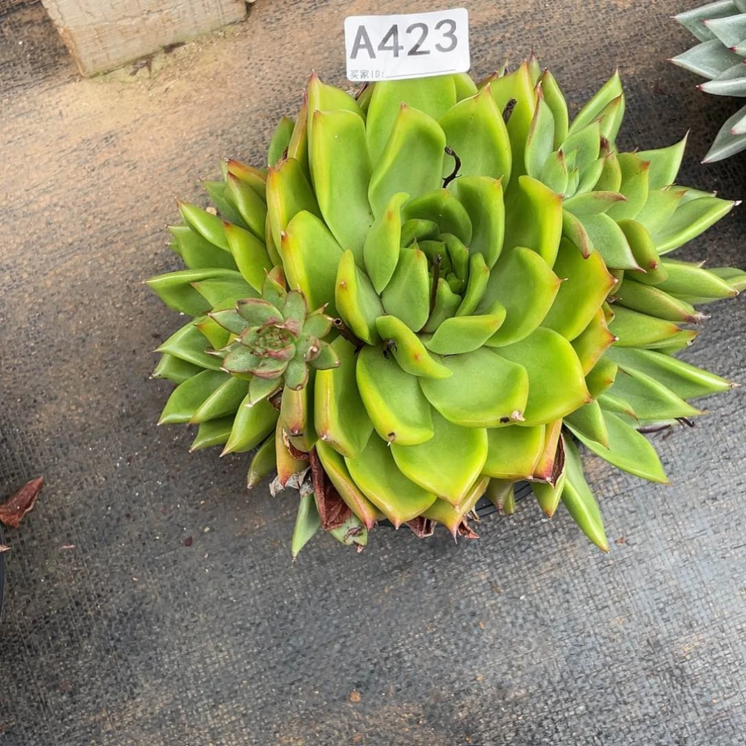 若如东云多肉组拍A423