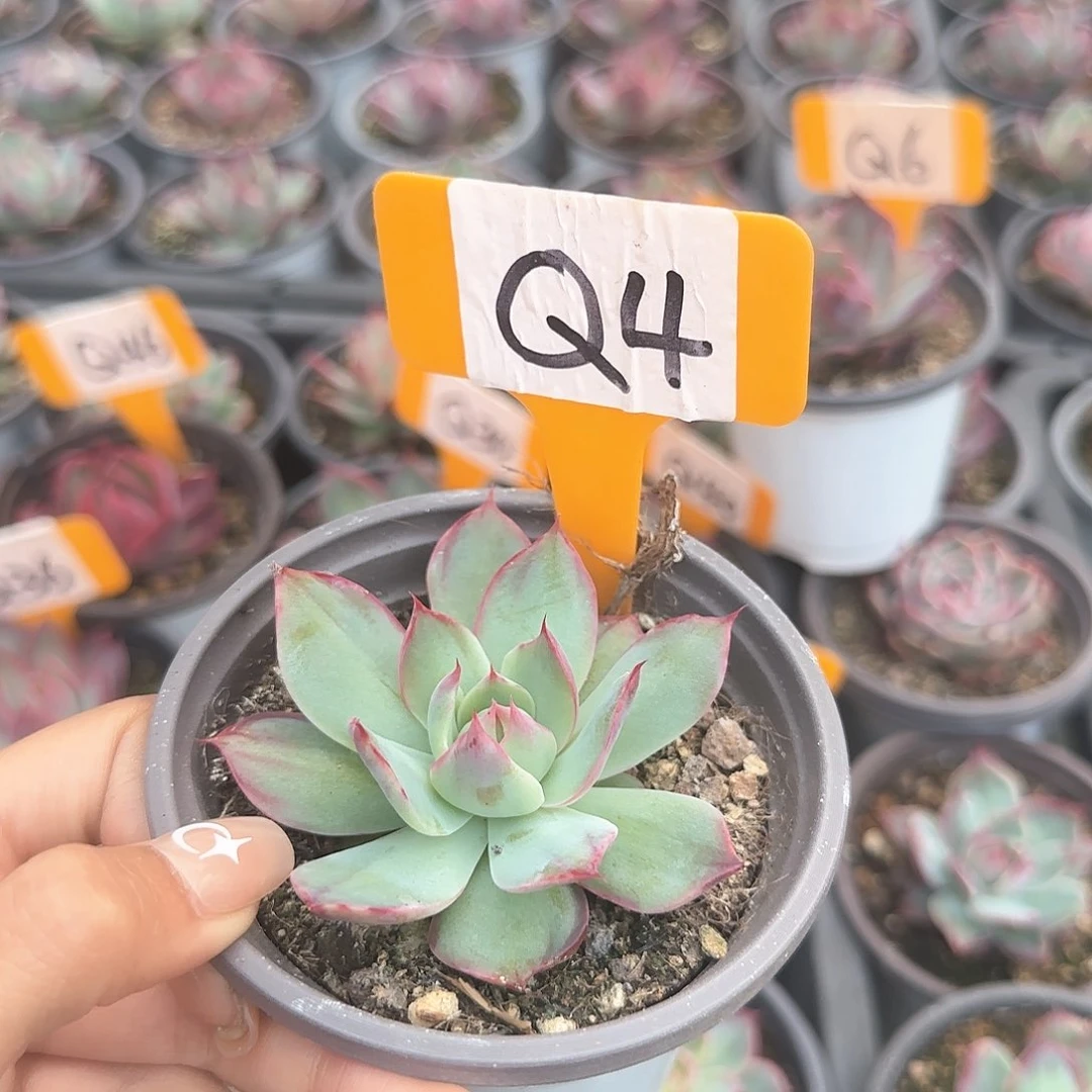 清****]惊鸿仙子Q4多肉