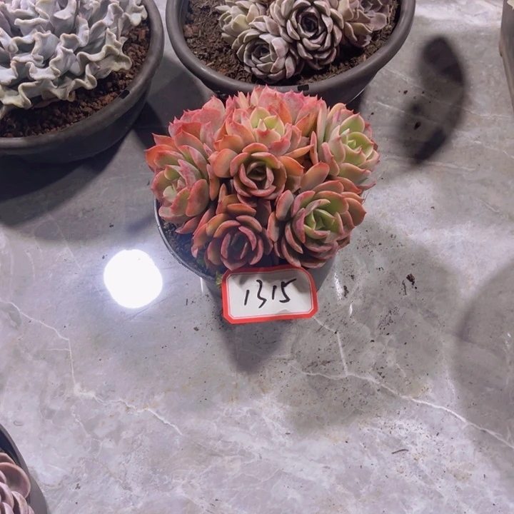 夏***✨1315白雪公主