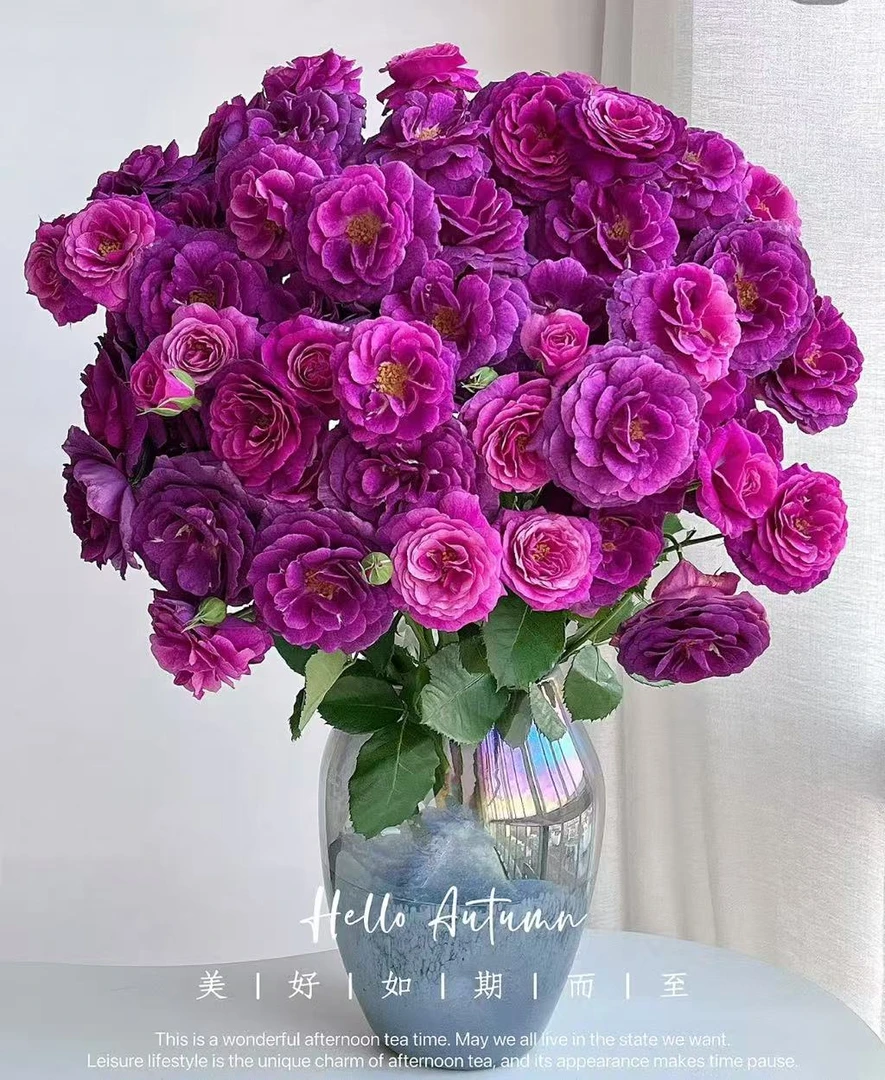 【凝夜幽兰】多头玫瑰家庭水养鲜花 云南鲜花基地直发10%运损不售后