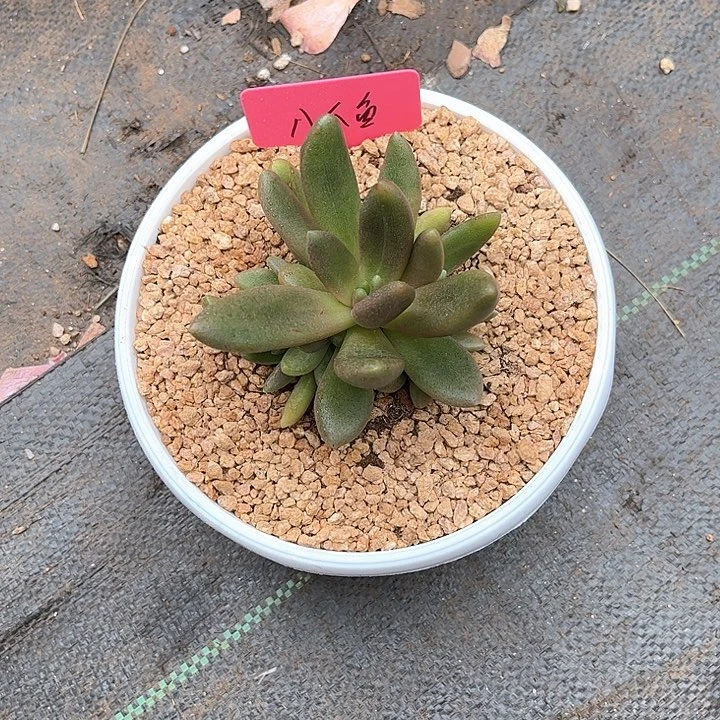 橙***橙发货多肉植物一物一拍半颗