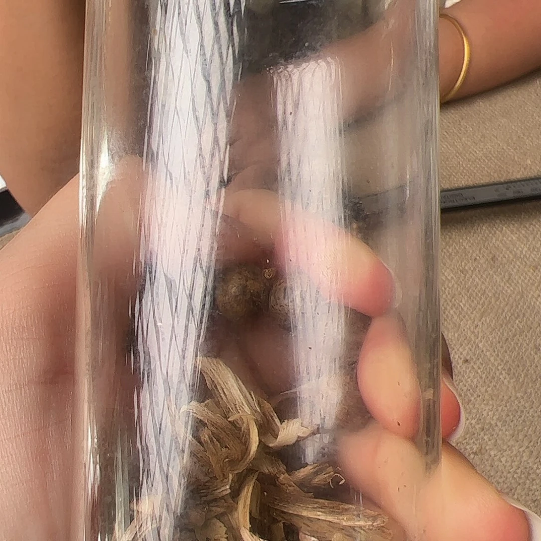 沉香碎屑沉香A034奇楠沉香09圆碎料多样性发一