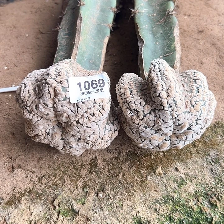 1069号海星兜袖普嫁接