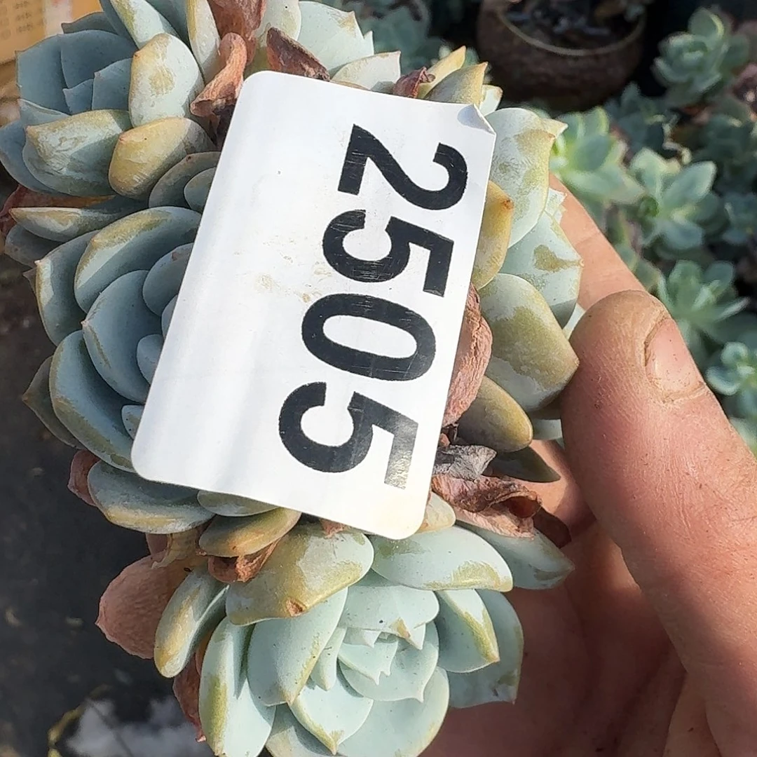 程*某13131661616166161