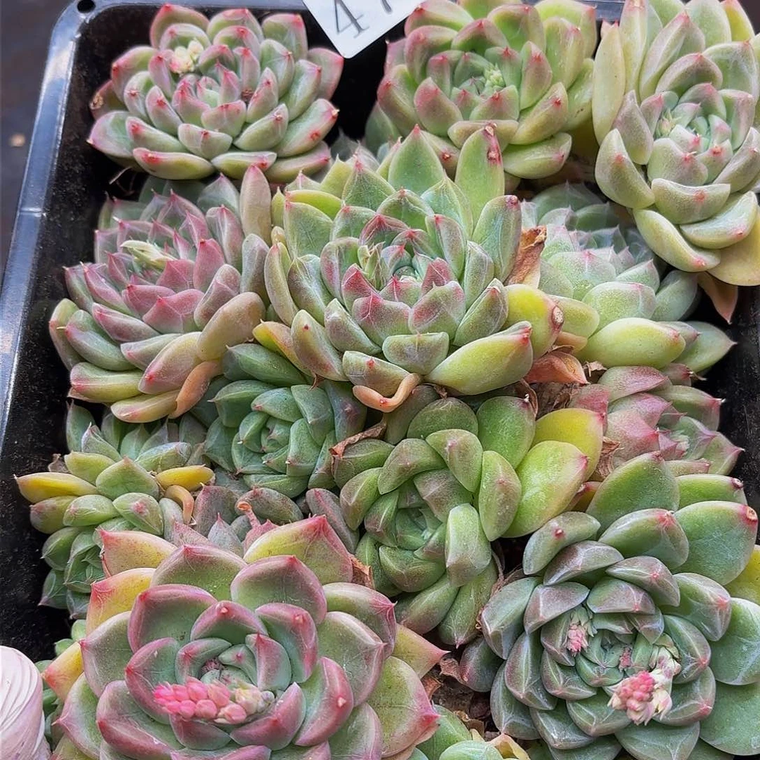 多肉植物多肉植物47