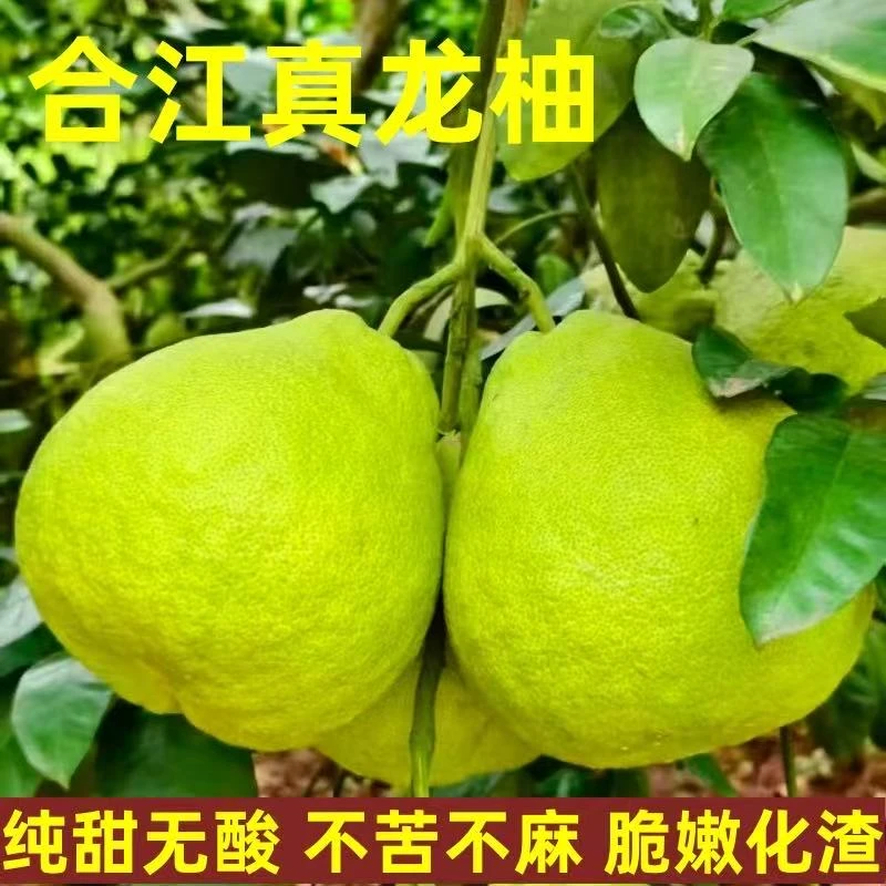 正宗四川泸州合江真龙柚纯甜多汁柚子新鲜水果白心柚非沙田柚