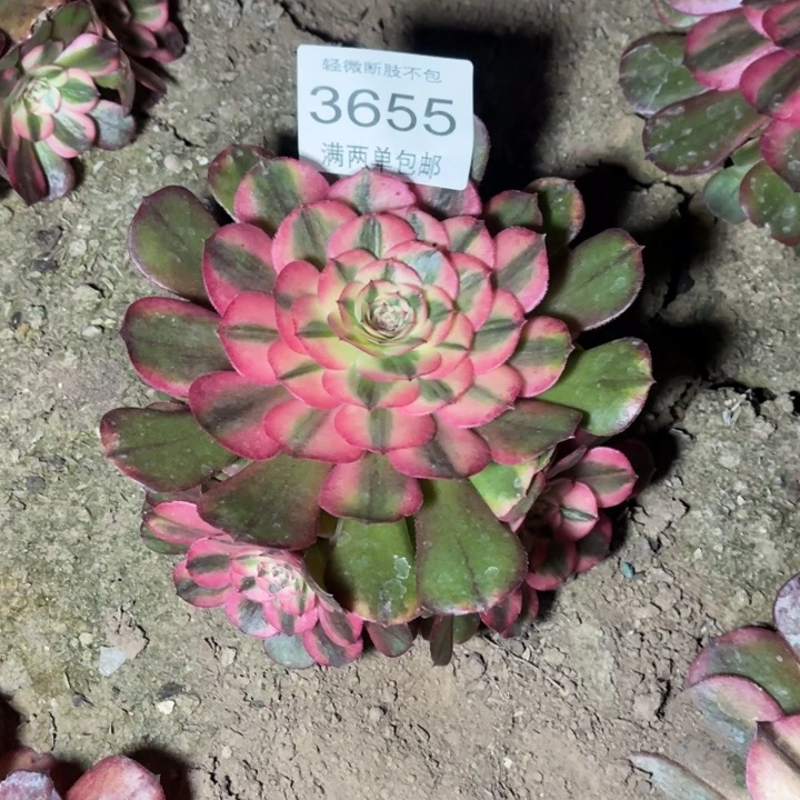 3655荔枝的人多肉的