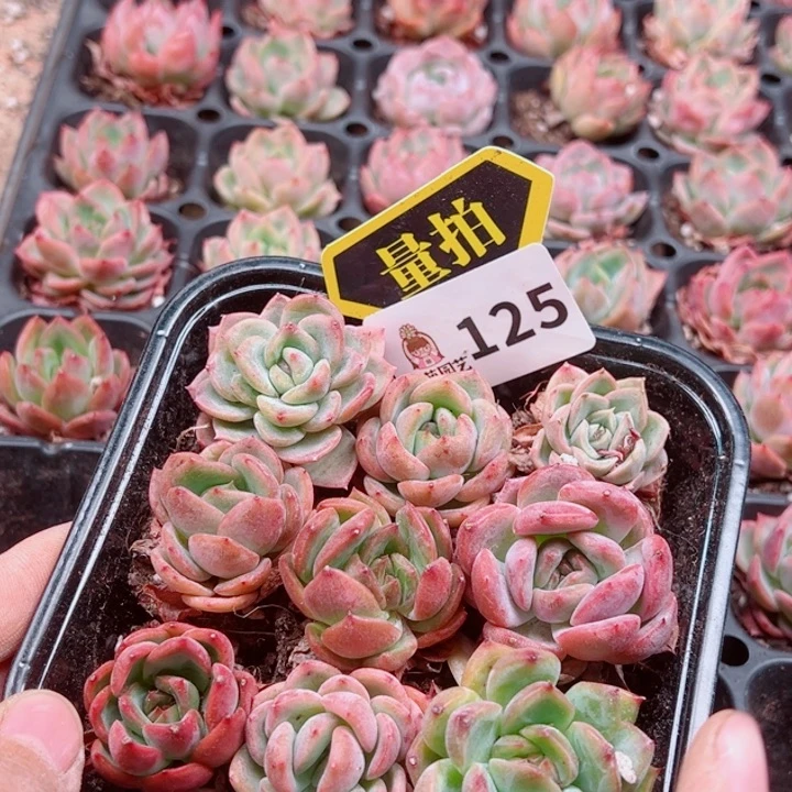 多肉植物多肉植物