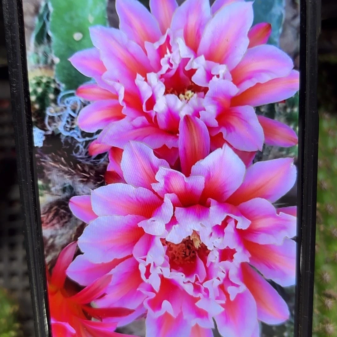 城堡毛侧牙20包邮仙人球