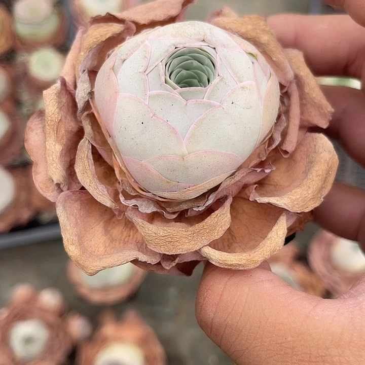 一***豚山地玫瑰一物一拍7cm盆