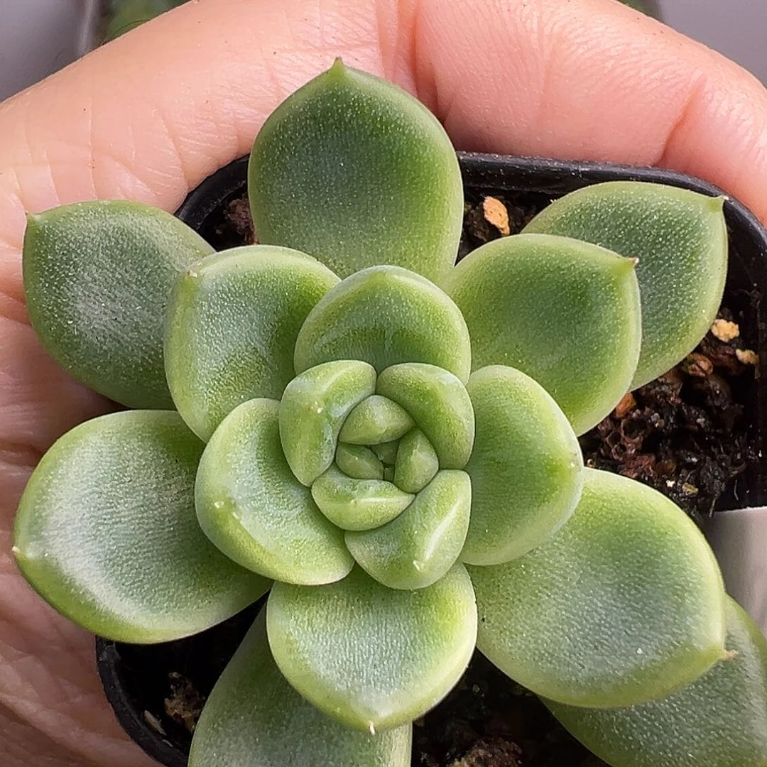 蜗牛大叔111。 开播福利