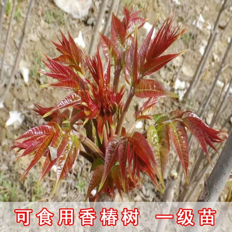 四季可采摘香椿树苗红油绿油香椿苗大树盆栽地栽南方北方种植果苗