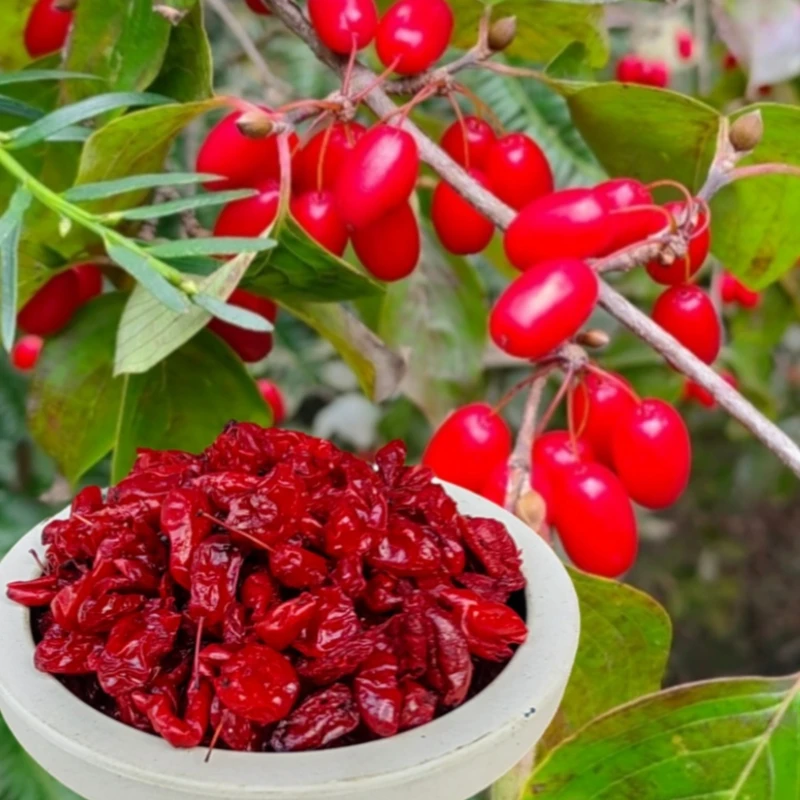 山茱萸 干货无核枣皮 食用泡水煲汤山茱萸