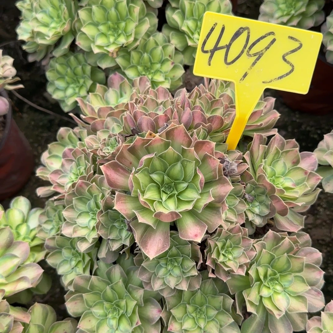 4093-+-韶华多头多肉