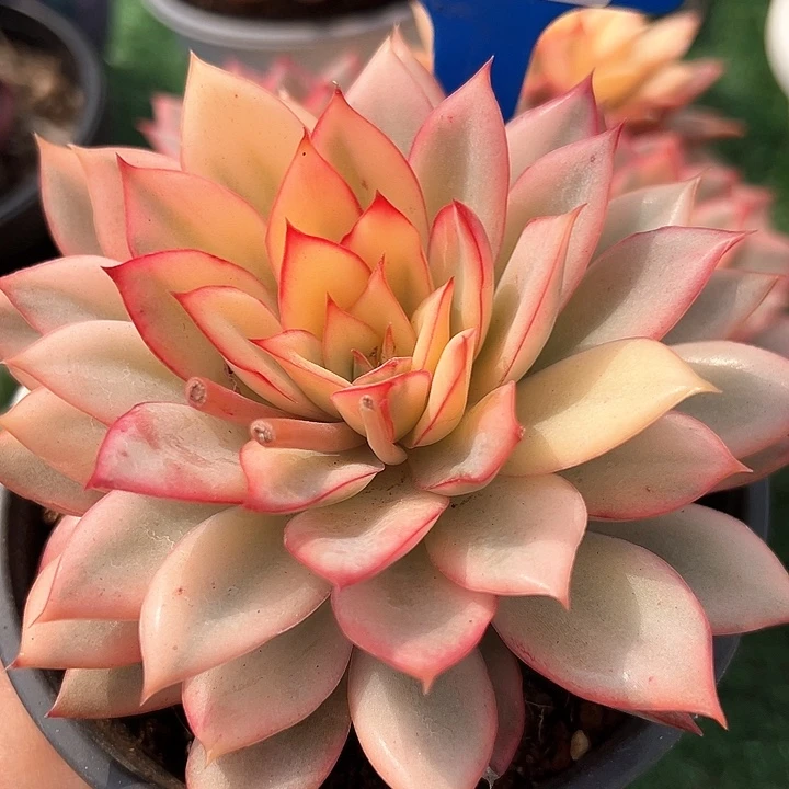 11.2月光女神一个脱土