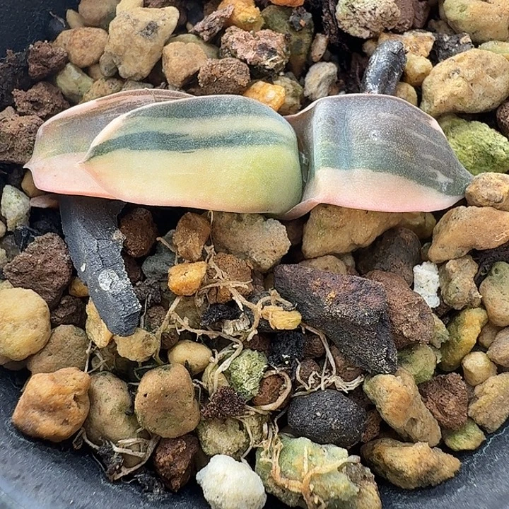 实生卧牛锦开播福利多肉植物