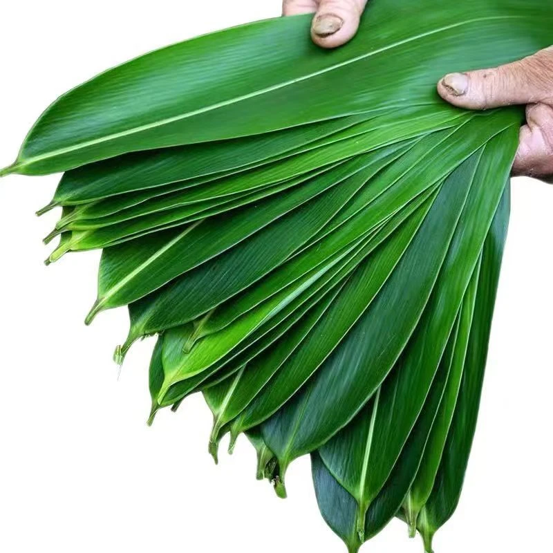 新鲜大粽叶纯天然野生粽子叶真空包装棕叶箬叶粽子叶