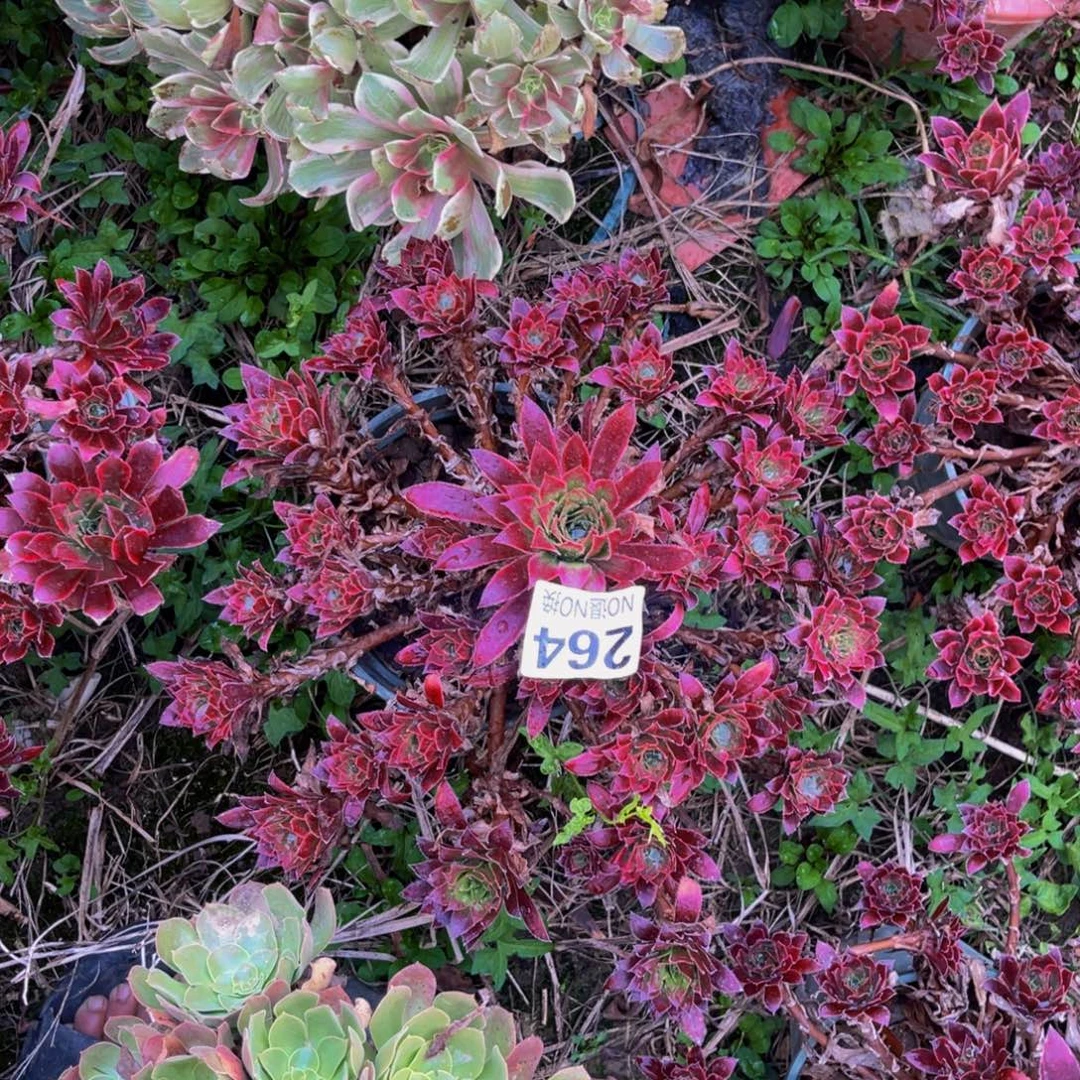 孔雀法师朵朵5-56外