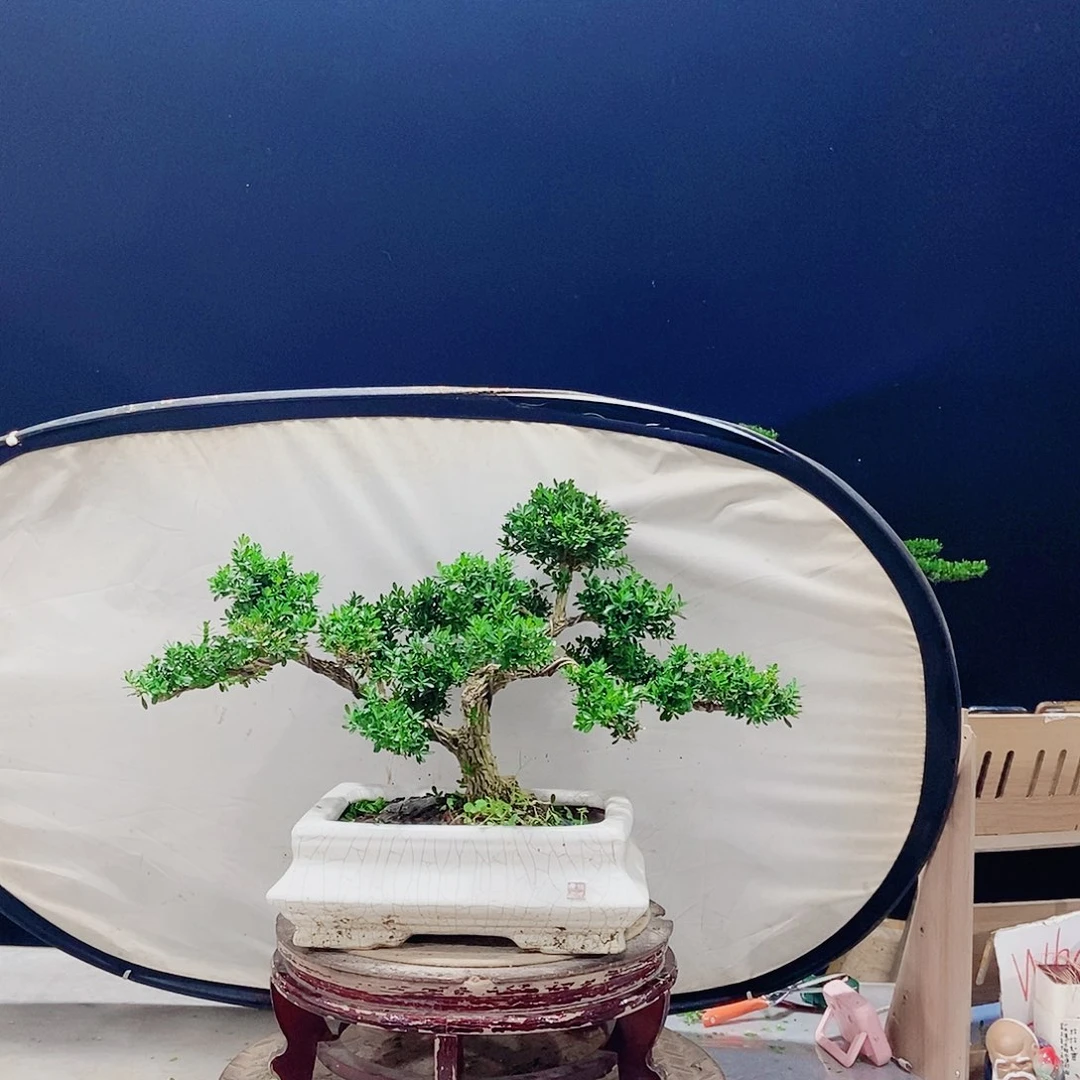 当前无花朵，栽培后可花朵