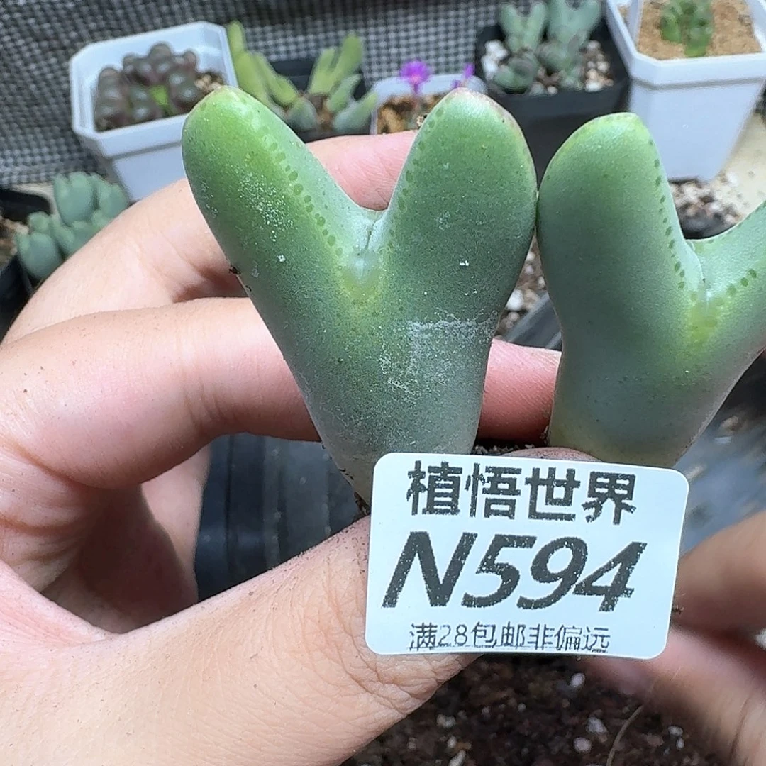 多肉植物的润泽法v