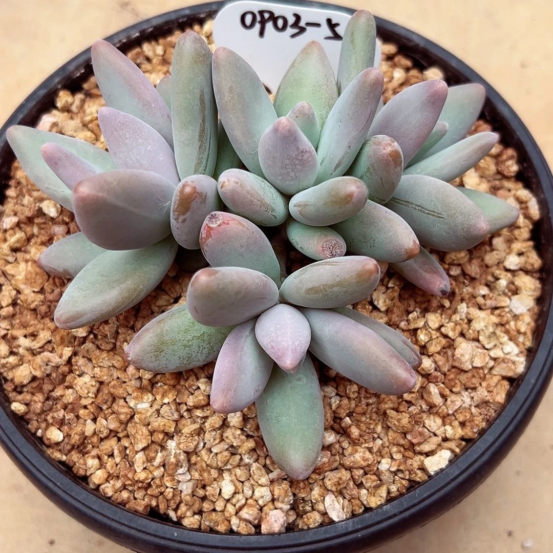 0903-56企鹅群。。。