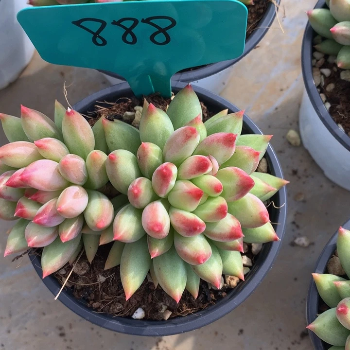 多肉植物727272722727