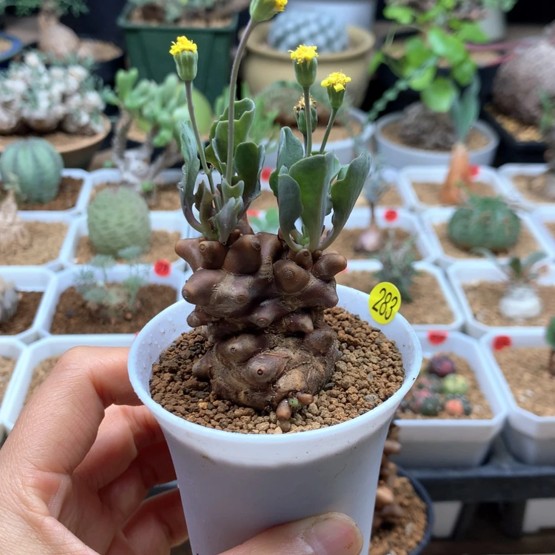 蛮鬼塔厚敦菊母本带盆283