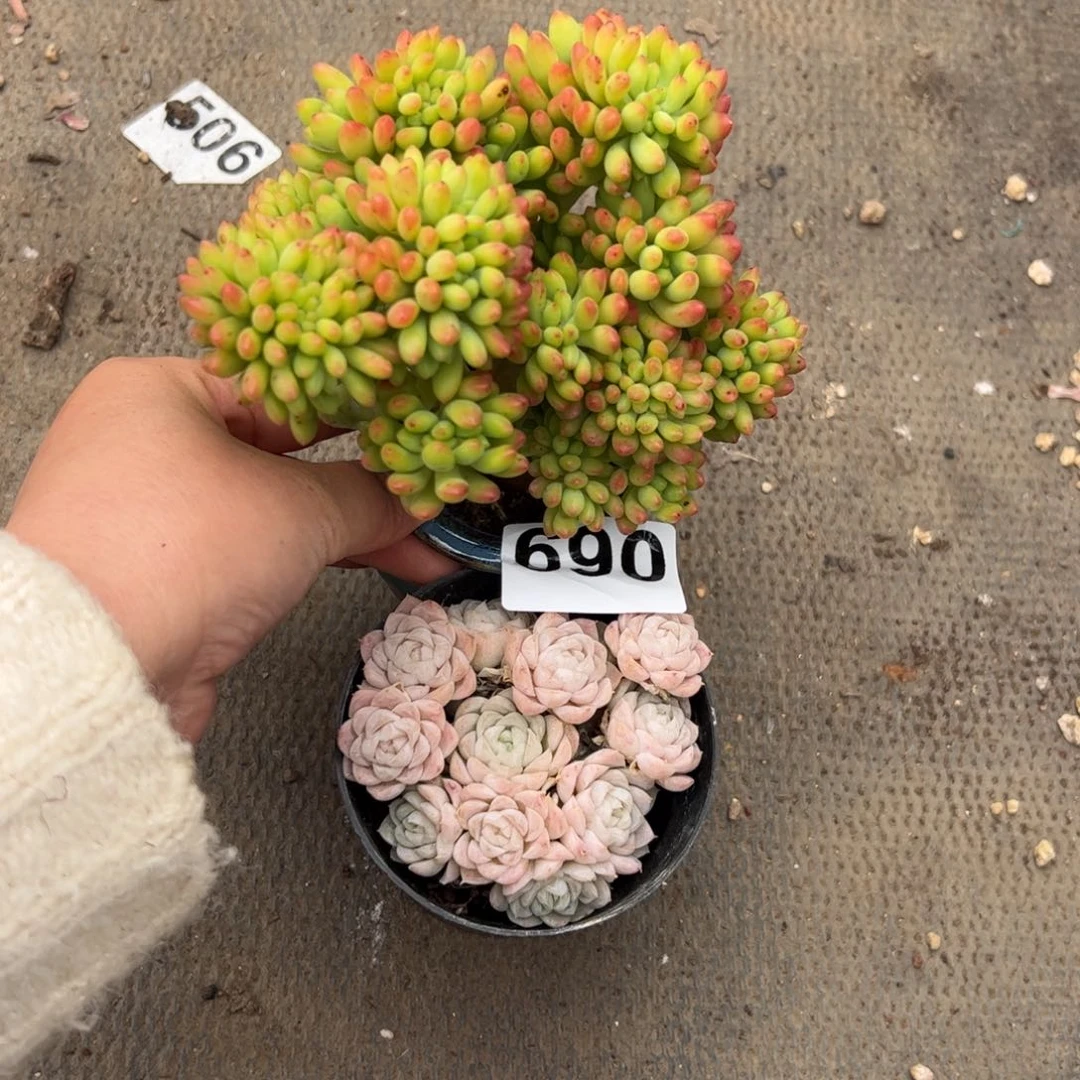 ✨****?690 多肉植物组合盆栽