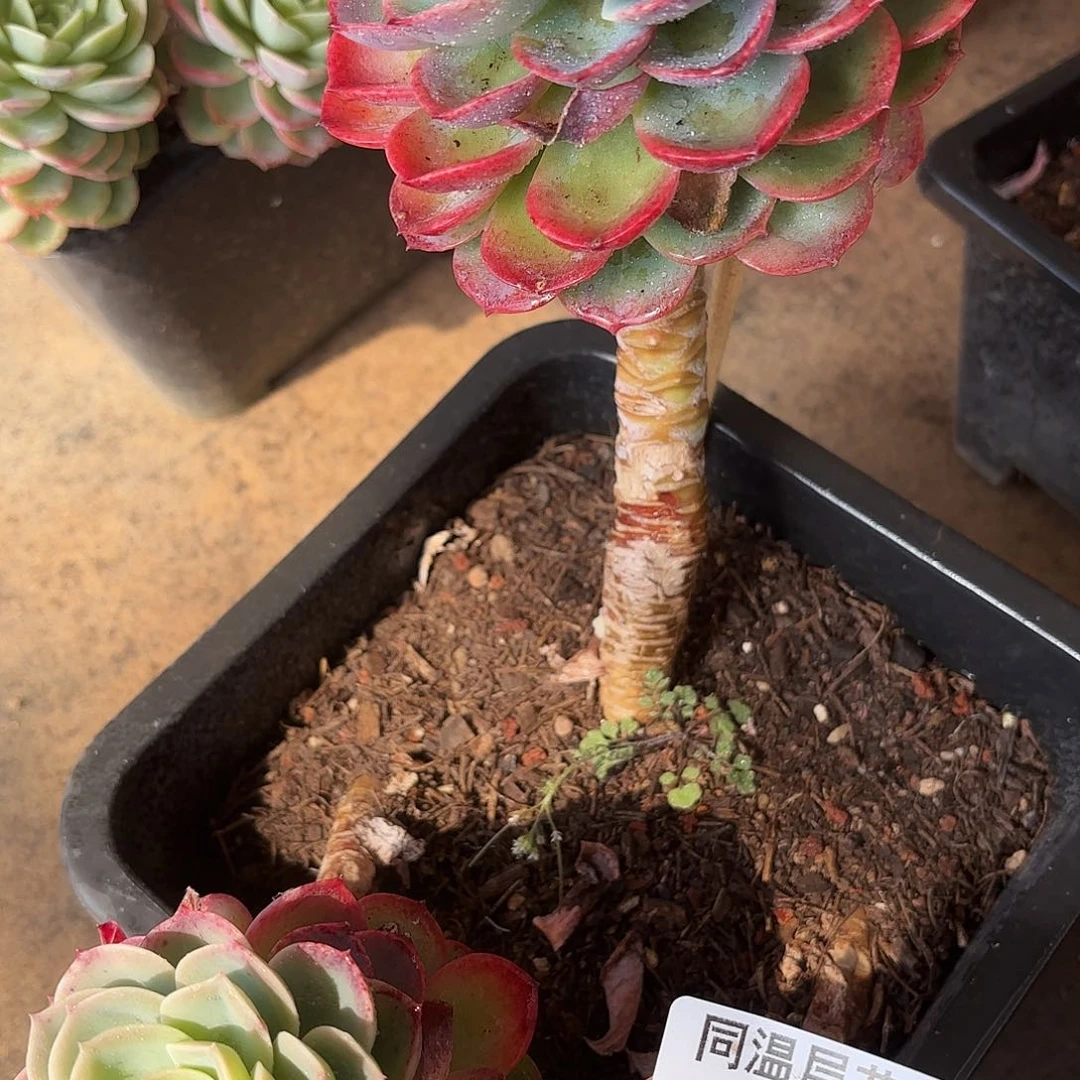 同温层多肉128哈密瓜