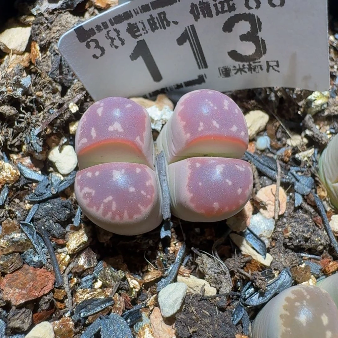 开***乐Zzzzzs生石花肉锥113