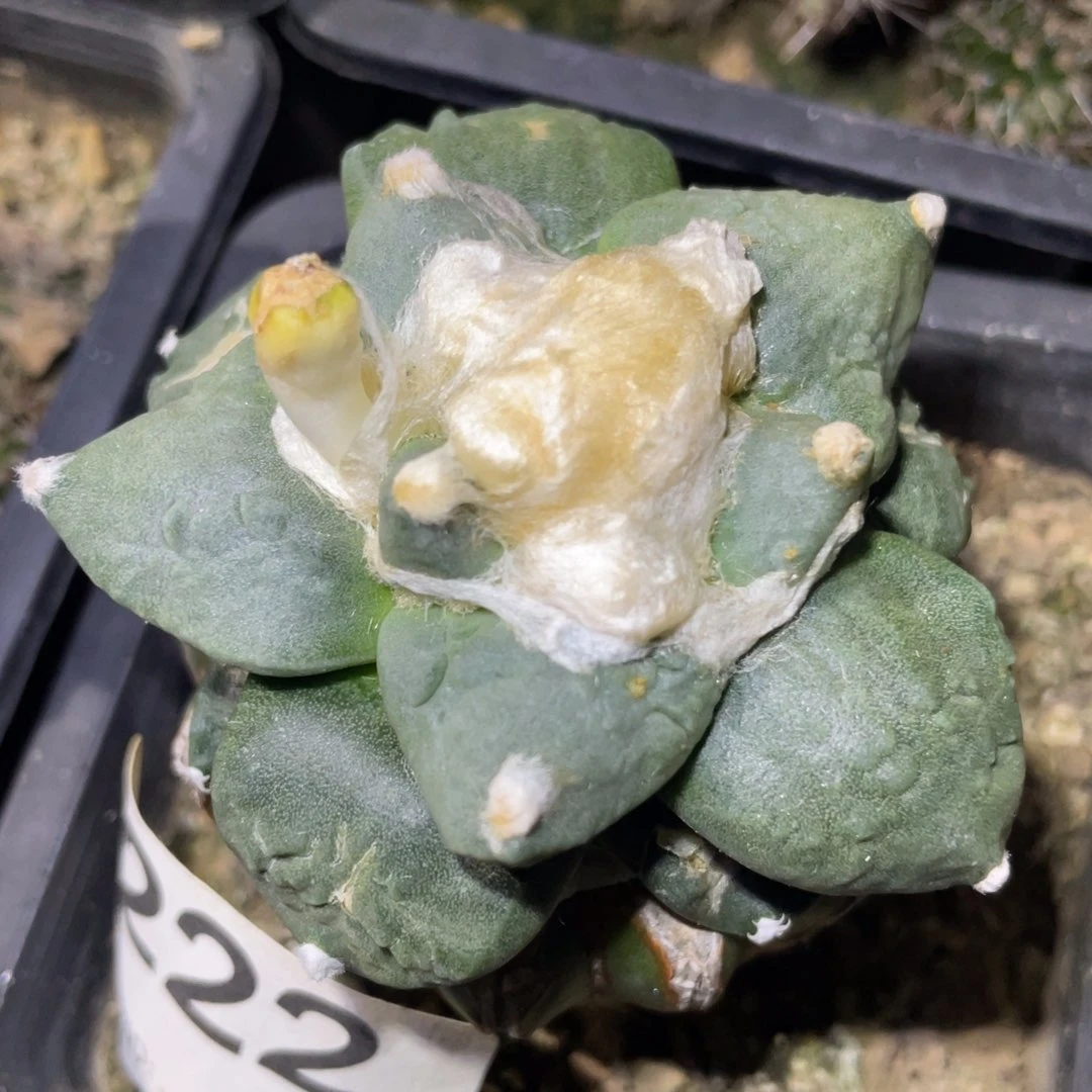 全部花朵怒杂222 仙人球