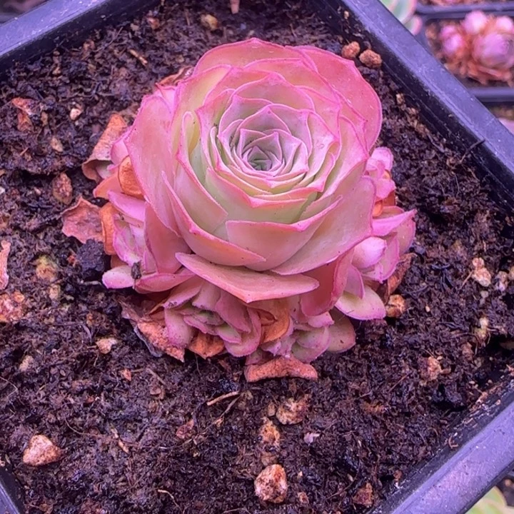 捧花12346434376764373
