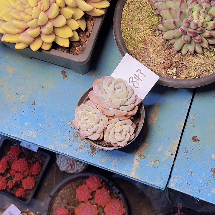 鱼843///////////////