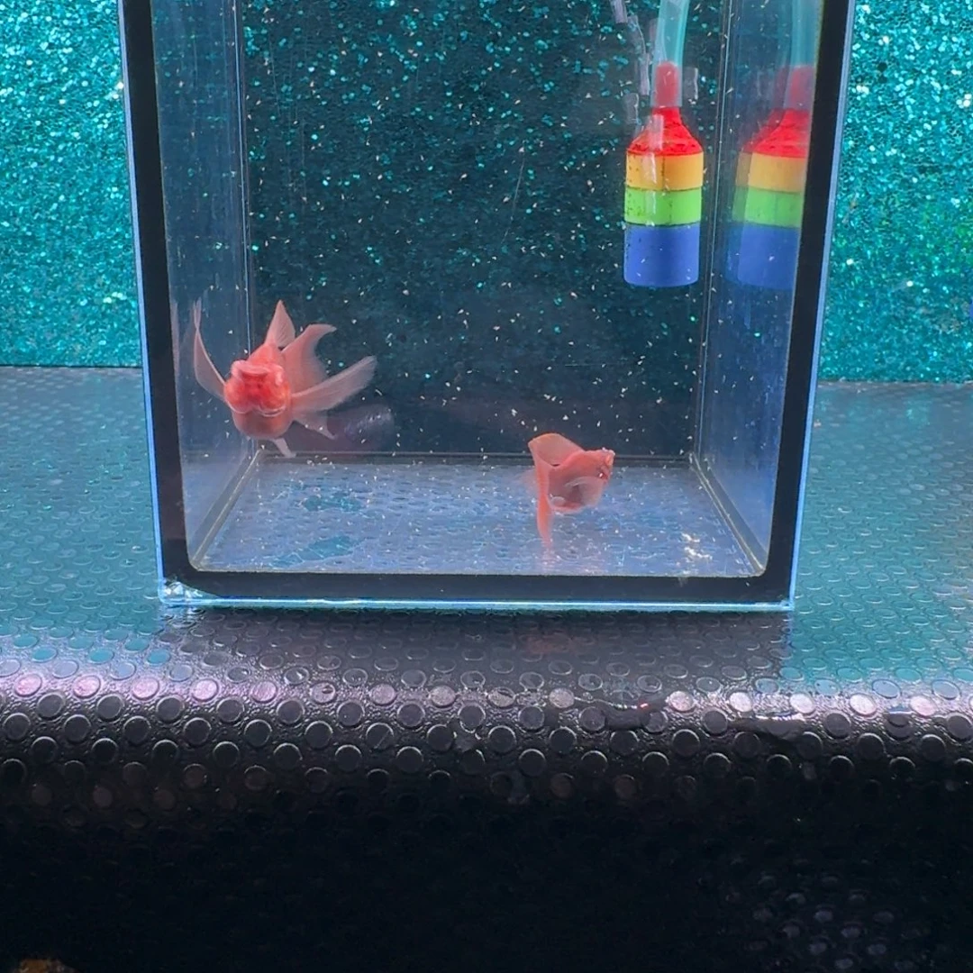 米***兰黑玛丽鱼473号码2条