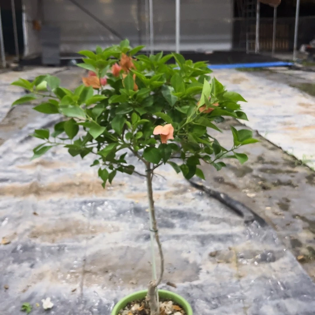 当前无花栽培后可以开花宏**装佩德罗108