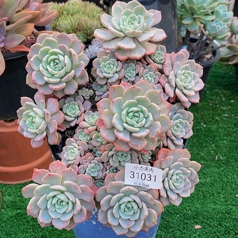 陆*太千山雪、3103 1