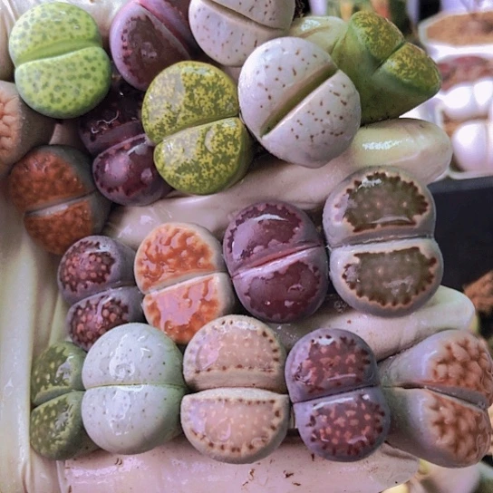 无花朵0518，2厘米左右18颗