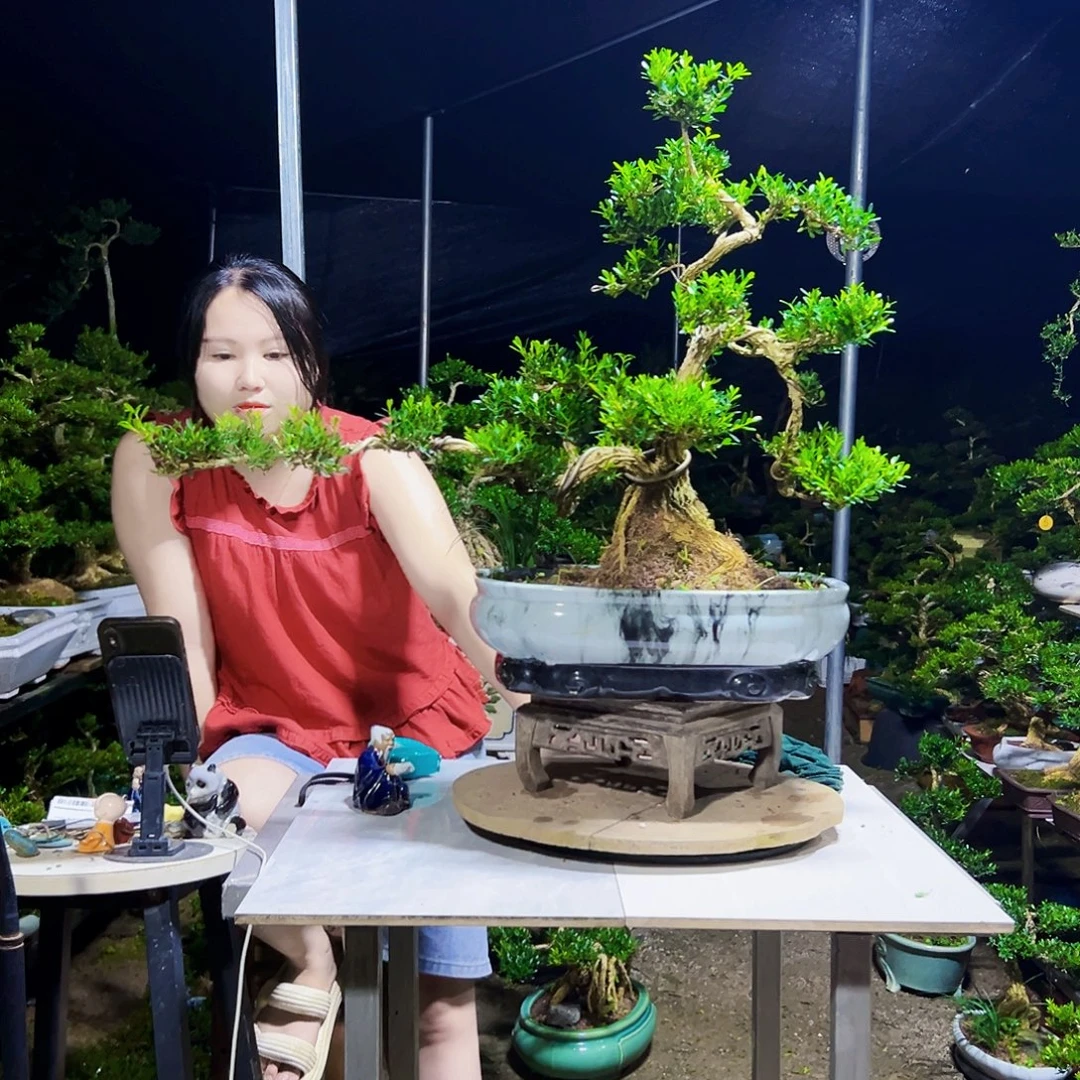 无***谓无花朵黄杨木