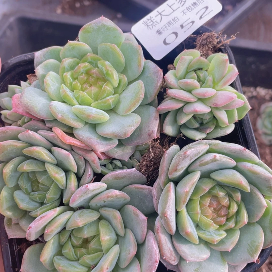 糕大上多肉植物52