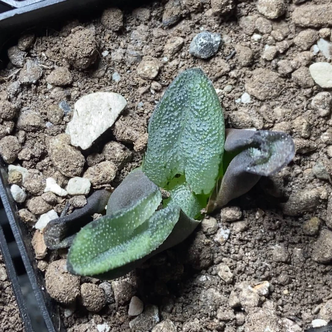 巨人城克里克特一物一拍