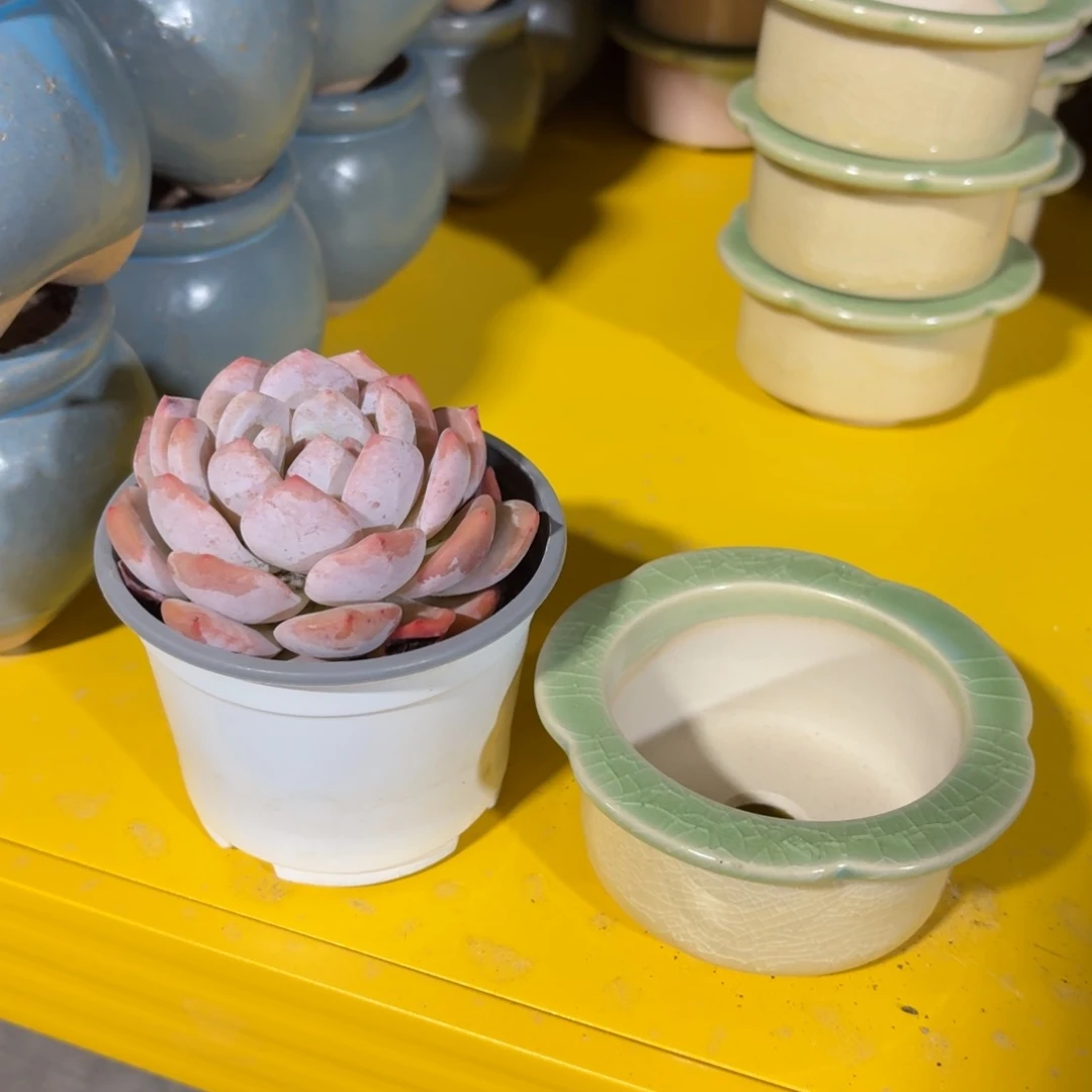 贾**橙梦露➕ 多肉花边小盆4个一组