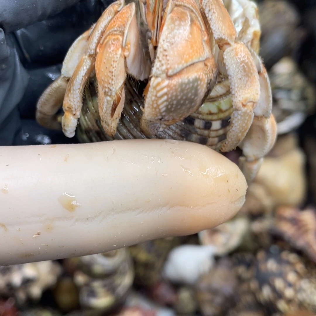 不退不换活体宠物232