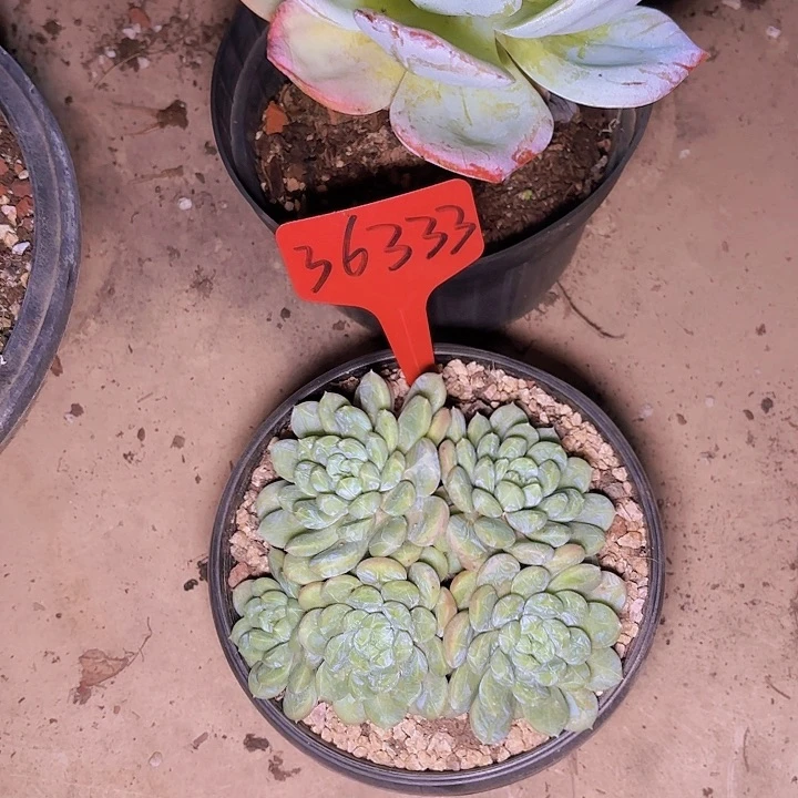 雯***S百达翡丽白凤36333...