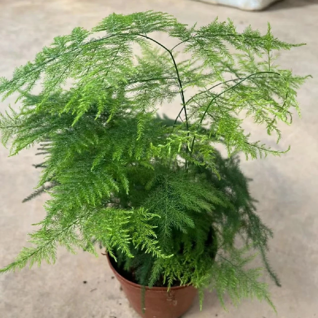 《文竹》西藏各地区发货