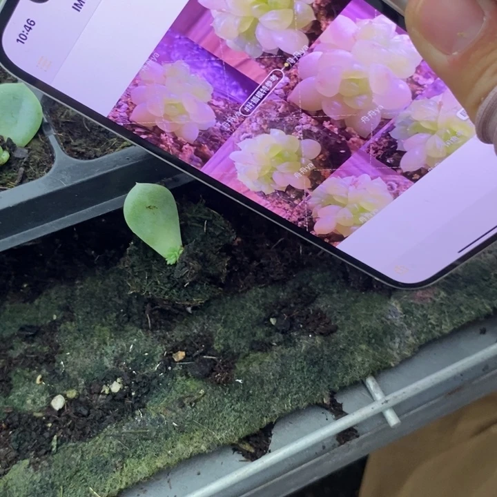 端午六一穴盘飘渺芽苗一个多肉