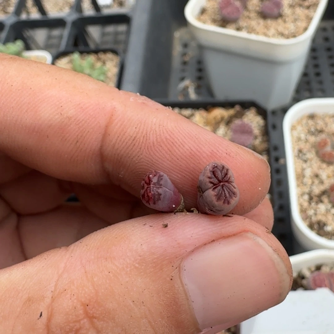 一***帅P353紫菊二次回交