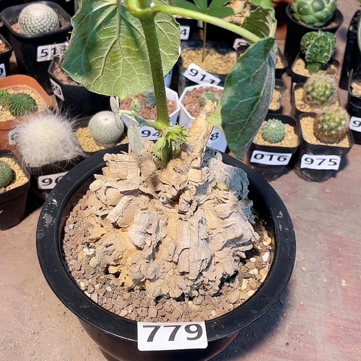 779超大龟甲箩魔块根