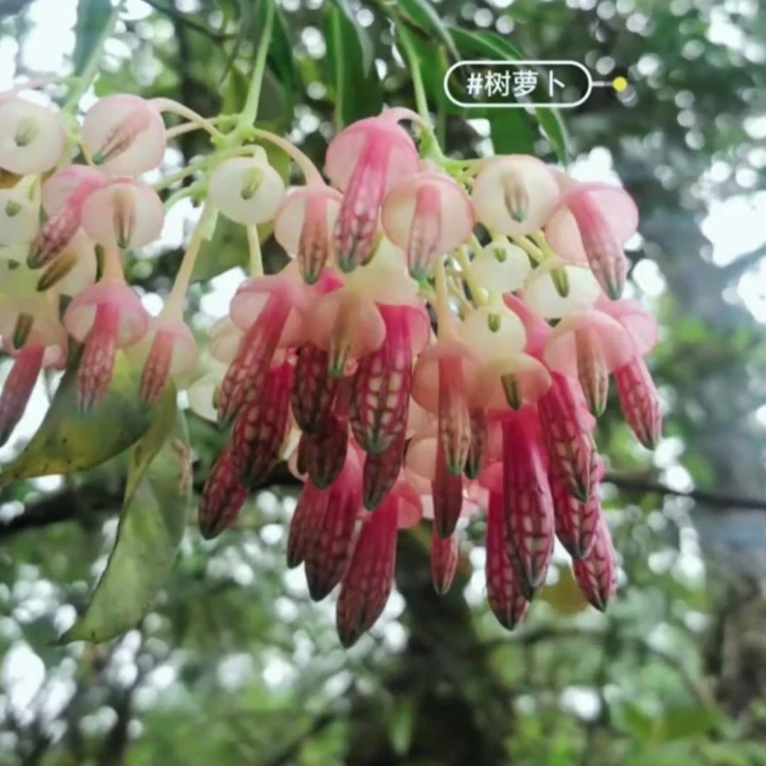 五翅莓～树萝卜盆景