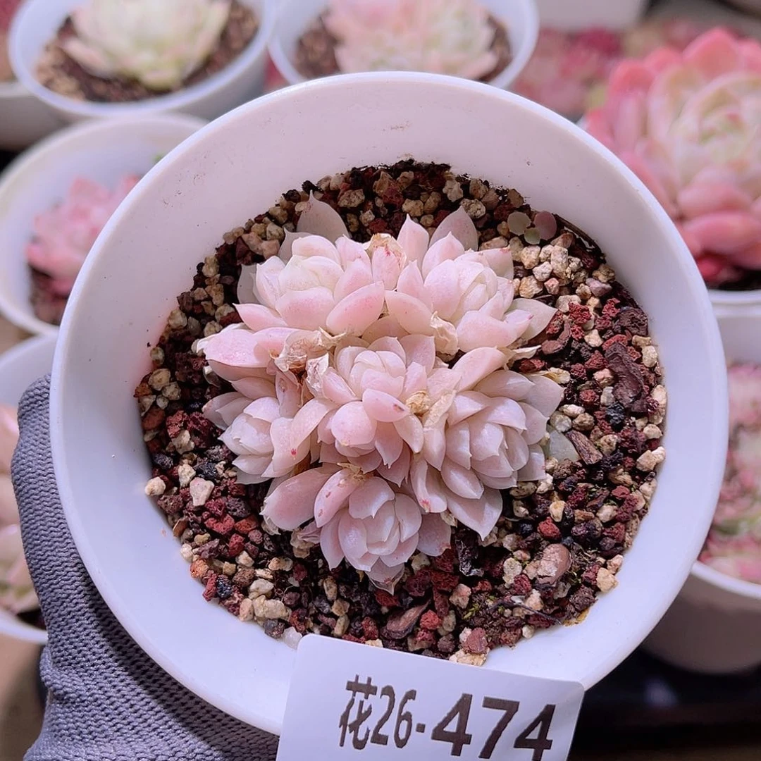花26-474白月影群